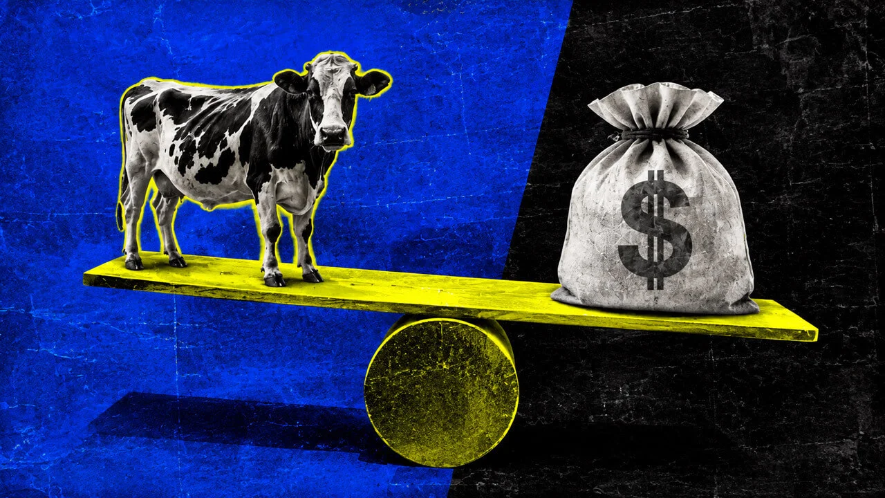 Brazil Cows Tokenize as Crypto Collateral on B3 via Cowmed
