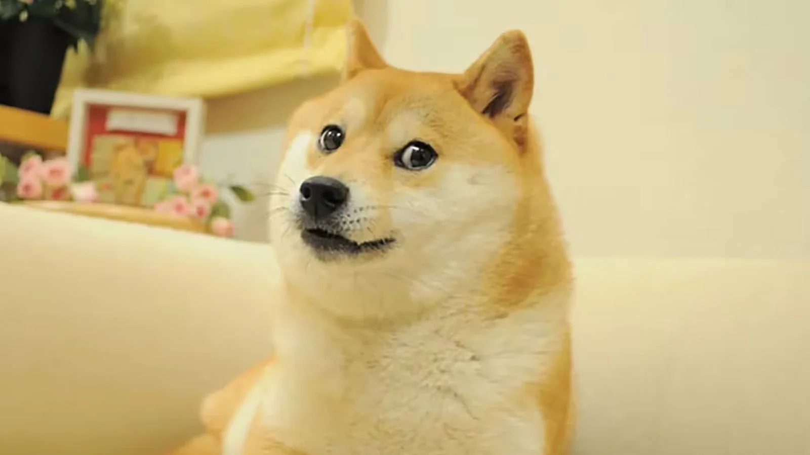DogeOS Opens Testnet for Dogecoin Smart Contracts