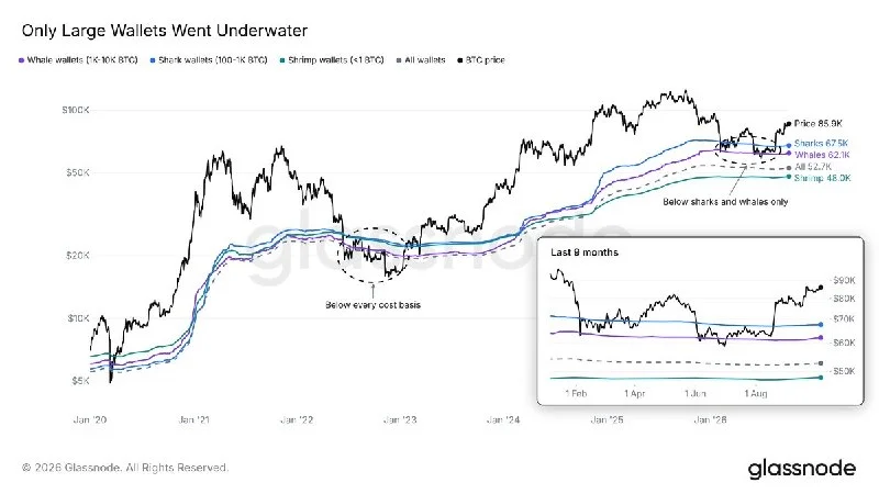 Bitcoin Whales Return to Profit as Small Wallets Hold Firm