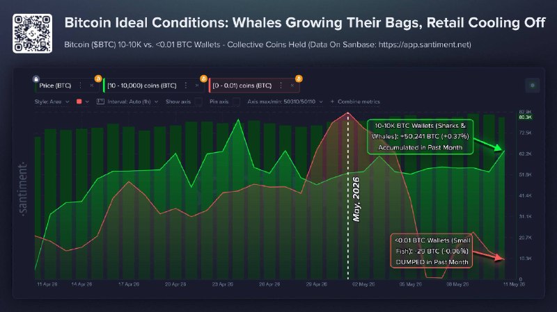 Bitcoin Whales Scoop 16,622 BTC as Retail Fear Spikes — Classic Accumulation Signal!